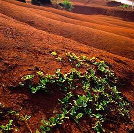 卡普空公开Steam版《怪物猎人：崛起》 怨虎龙高清介绍短片